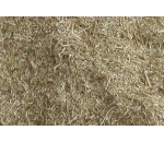 Miscanthus